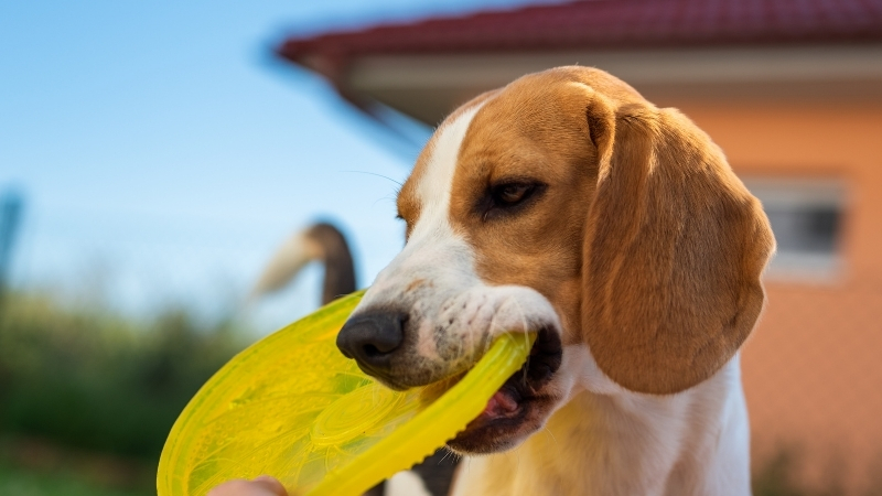 CCTV for Pets